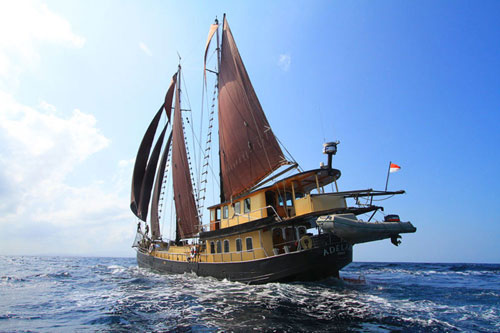 adelaar indonesia liveaboard dive cruises