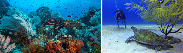 diving komodo